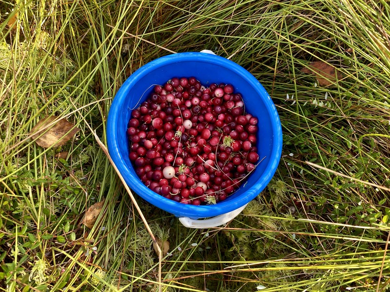 a-bucket-of-harvested-red-juicy-cranberries-in-the-forest