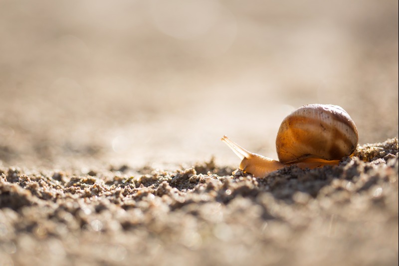 Snail crawls on sand in sunlight. Natural beige nature background. Image by _Natalya, Envato