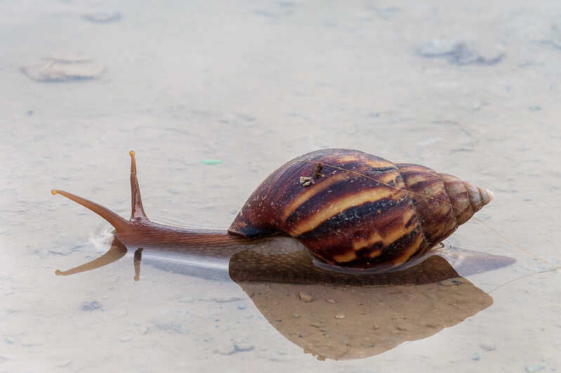 brown-pond-snail-crawling-in-the-water