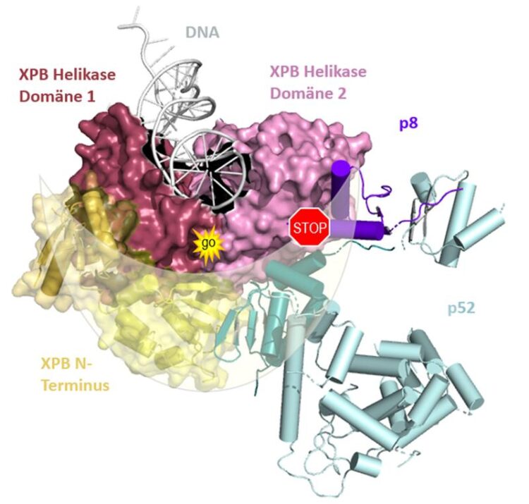 speed control on the dna innovations