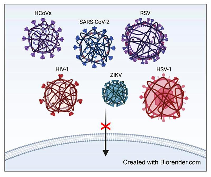 New hope for broad spectrum viral entry inhibitors - Innovations Report