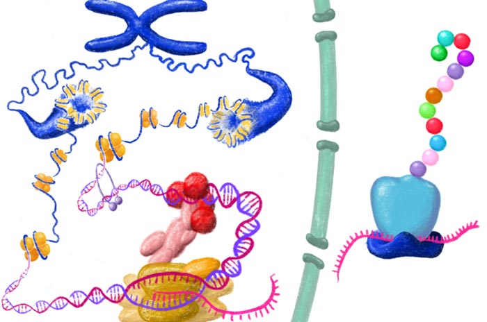 Understanding cellular functions - Innovations Report