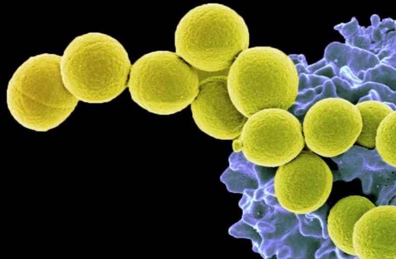 Probiotic markedly reduces S. aureus colonization in Phase 2 trial