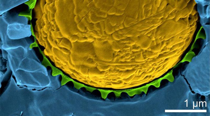 Protected droplets a new transport route for medicines - Innovations Report