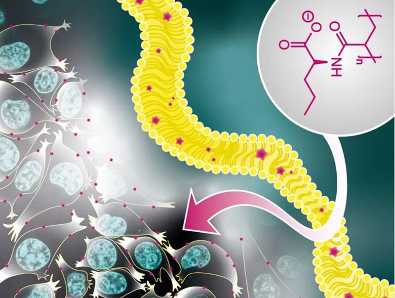 New polymers show interaction with cells - Innovations Report