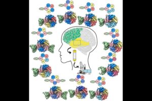 Research led by Jia Zhou in the Hibbs Lab at UC San Diego has mapped the structures of human brain receptors for the neurotransmitter GABA. The team obtained samples from epilepsy patients undergoing surgery, and used cryo-EM to understand how different protein subunits can assemble in many ways. The study has implications for understanding signaling in the brain and for treating diseases like epilepsy.