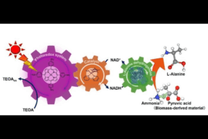 Biodegradable nylon produced from biomass and ammonia using artificial photosynthesis