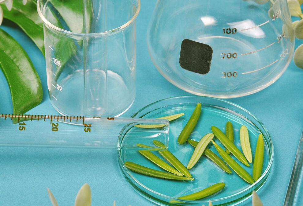 Plants Save Energy when Absorbing Potassium