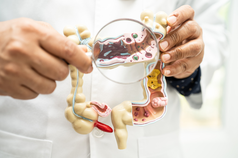 Intestine, appendix and digestive system, doctor holding anatomy model for study diagnosis. Image by chormail, Envato