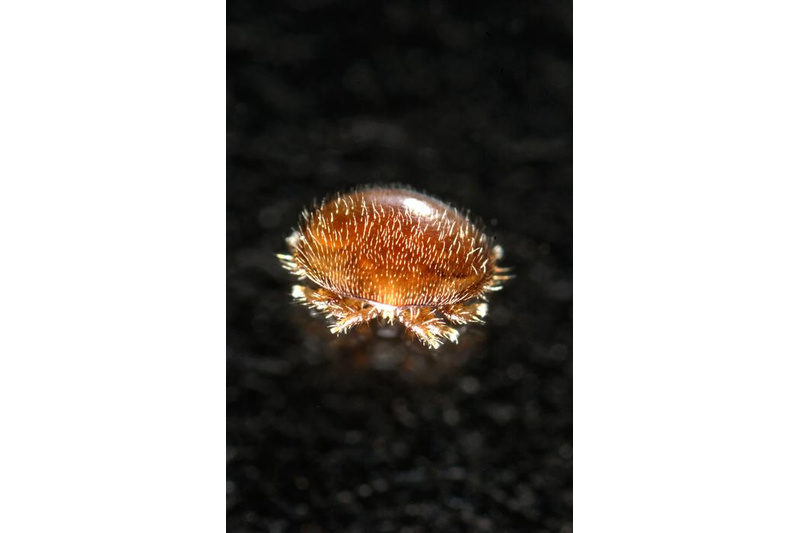 Varroa mite Varroa destructor.