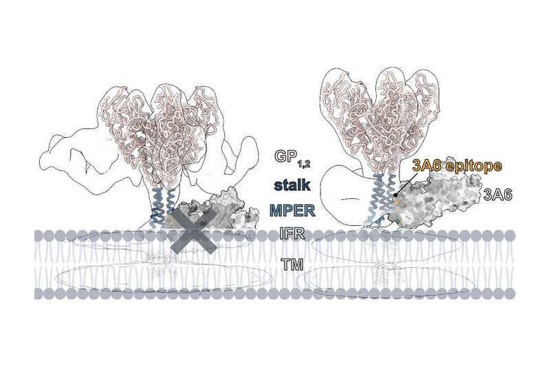 The model on the left shows how the Ebola virus stalk has a compact conformation, which blocks the site where mAb 3A6 would bind. The model on the right shows how this portion of the stalk can adopt an extended, or lifted, conformation, which would allow mAb 3A6 to access its binding domain. Image Credit: Saphire Lab, published in Nature Communications, January 2025.