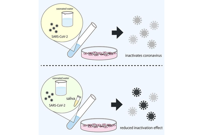 Salivary organic matter has been shown to reduce ozonated water’s effect in inactivating the virus responsible for COVID-19. Image Credit: Osaka Metropolitan University