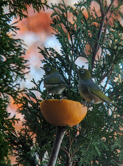 Tauhou/silvereye birds, photographed in Dunedin, came to Aotearoa from Australia during the 1850s. Image Credit: Photo: Dr Pascale Lubbe