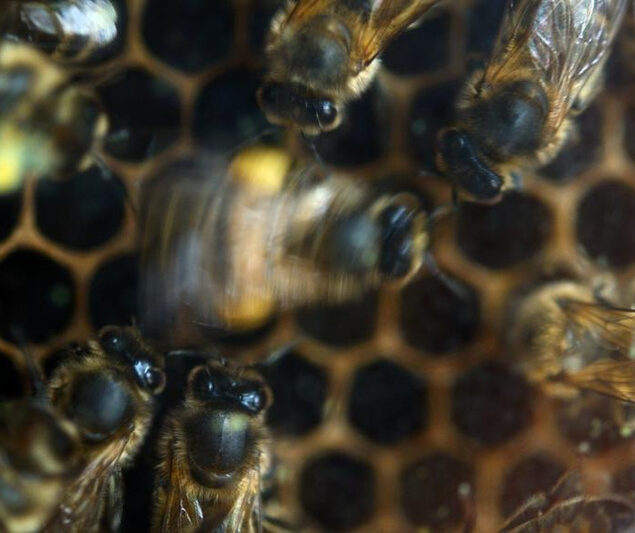 A honeybee doing the waggle dance to entice her sisters to a tasty food source. Image Credit: Photo by Roger Schürch for Virginia Tech.