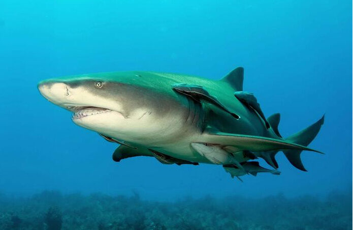 Shark biologists now say a lemon shark, like this one, is a better model of the extinct megalodon's body than the great white shark. Image Credit: Albert Kok