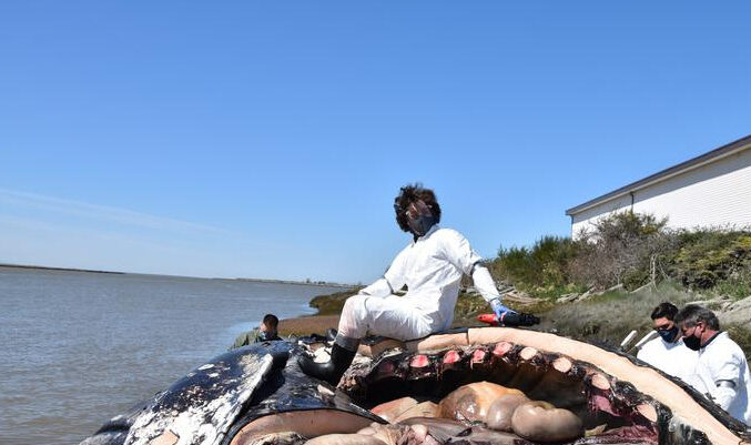 First author Brendan Cottrell in the field. Image Credit: DFO (Fisheries and Oceans Canada). Credit: DFO (Fisheries and Oceans Canada)