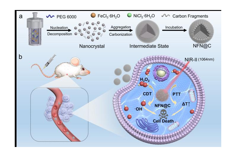 Synthesis of NFN@C Catalyst and Schematic Illustration of Tumor Catalytic Therapy. Image Credit: ZHAO Jiaping