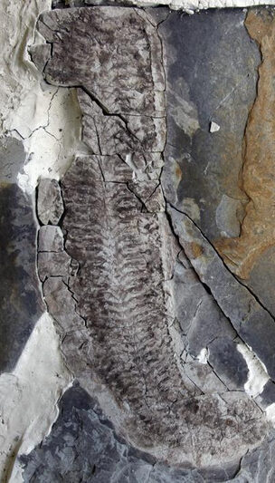 The fossilKeurbos susanae- or Sue - in the rock. Credit: University of Leicester