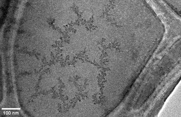 Growth and dissolution of palladium nanoparticles in a layer of liquid imaged by electron microscopy. Image Credit: University of Nottingham