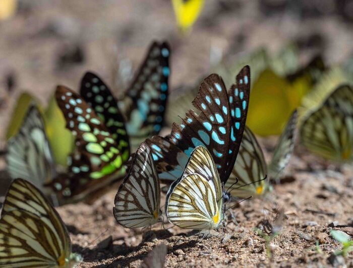 Closeup shot of a flock of butterfly on the ground. Image by wirestock, Envato