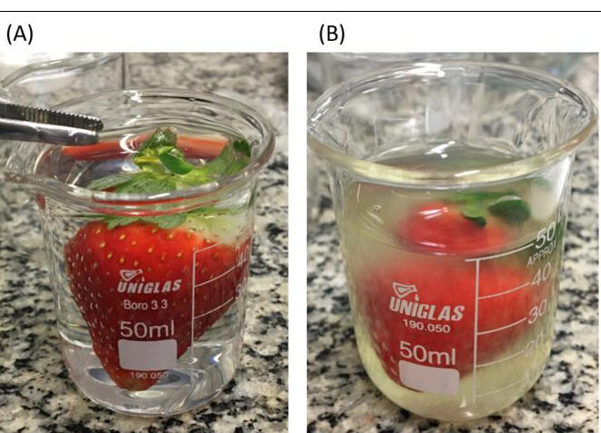 Process of coating strawberries with biofilm Credit: Mirella Romanelli Vicente Bertolo