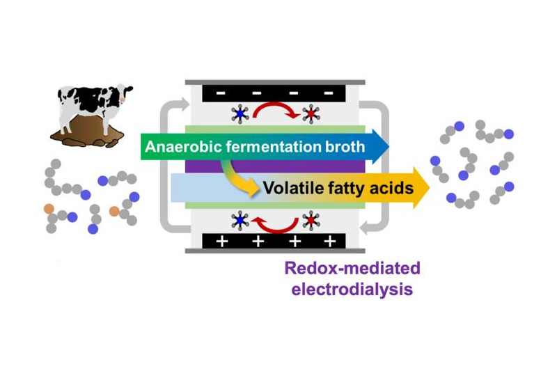 Volatile fatty acid separation from biowaste. Cattle manure is anaerobically digested in a bioreactor, and the resulting broth is processed with redox-mediated electrodialysis. The volatile fatty acids pass through the selective filters. Credit: The Grainger College of Engineering at the University of Illinois Urbana-Champaign