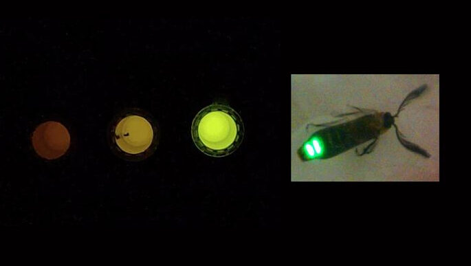 On the left, modified luciferase applied to mammalian cells generates an acidity traffic light: pH 6 (red), 7 (yellow) and 8 (green); on the right, firefly discovered at UFSCar in 2006 Credit: Gabriel Pelentir and Vadim Viviani