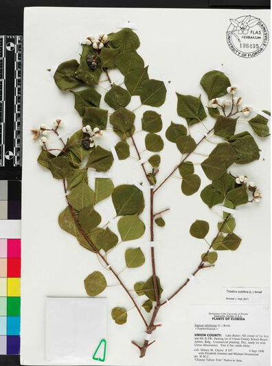 Chinese tallow tree (Triadica sebifera) is among the most invasive plant species in North America. Credit: Florida Museum of Natural History