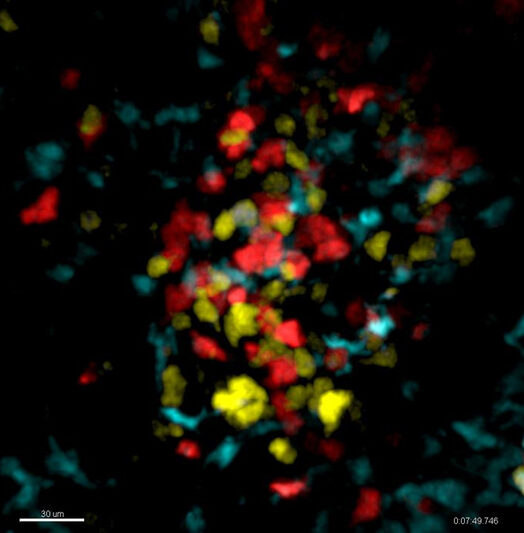 Three days post viral infection CD8 T cells (red) re-arrest with antigen presenting cells (cyan), where they are supplied with IL-2 by CD4 T cells (yellow), which migrate in a stop and go pattern. Credit: Deeksha Seetharama / Max Planck Research Group for Systems Immunology