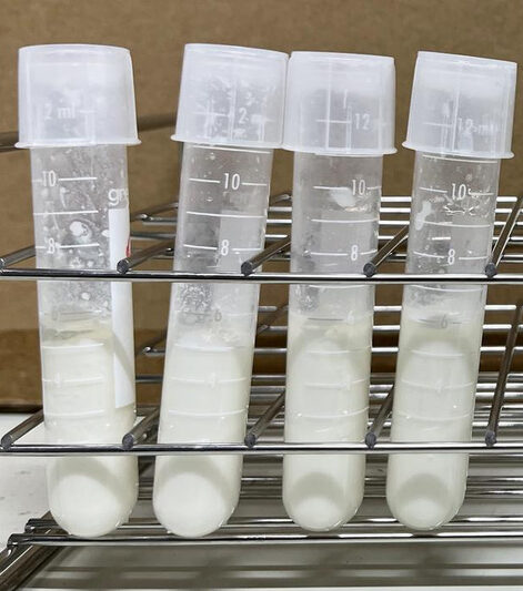 By using their high-precision, high-efficiency gene editing technique, NISHIDA Keiji and his Kobe University team engineered aLactobacillusstrain that could produce yogurt with less than a tenth of a chemical that is associated with aggravating type 2 diabetes, making it safer to consume for people with the condition. Nishida says: “The bacteria we produced are not subject to regulations concerning genetically modified organisms when used as foods, supplements or medicines. We thus expect that they can be readily commercialized after appropriate safety confirmation.” Credit: NISHIDA Keiji