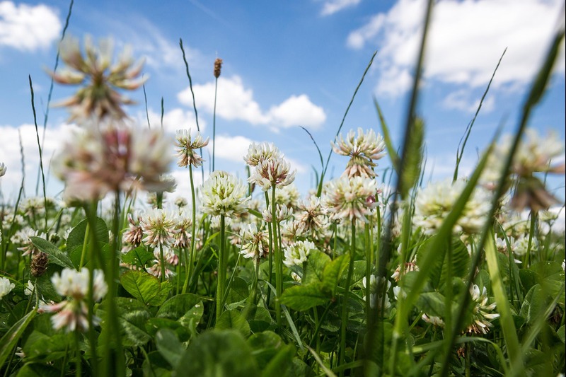 Plant species grown as cover plants, such as clover, can remove pollutants from the soil or fix them in their root systems. Credit: Harlekin-Graphics / AdobeStock