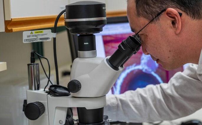 Dr. James Lim, associate professor of pediatrics at UBC’s faculty of medicine, observes pediatric cancer cells grown in a chicken egg under a microscope. Credit: Paul Joseph/UBC