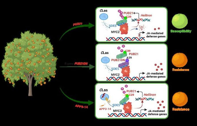 Decode natural resistance against citrus greening disease and Develop AI-designed disease treatment Credit: YE Jian’s group