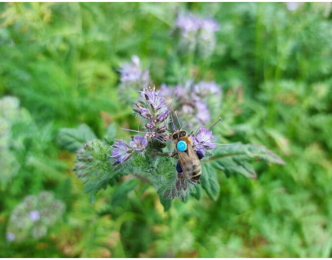 Neonicotinoid pesticides can reduce honeybee pollen foraging, potentially affecting colony health. Credit: Katharina Schmidt