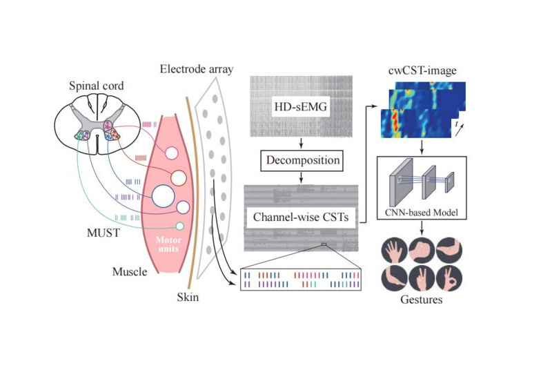 The recorded HD-sEMG are decomposed into channel-wise CSTs, transformed into cwCST-image according to the channel distribution, and decoded to different gestures by CNN-based model. The CSTs in each channel comprise the discharges of motor units adjacent to the corresponding electrode, represented by bars and circles in different colors. Credit: Yang Yu, Shanghai Jiao Tong University.