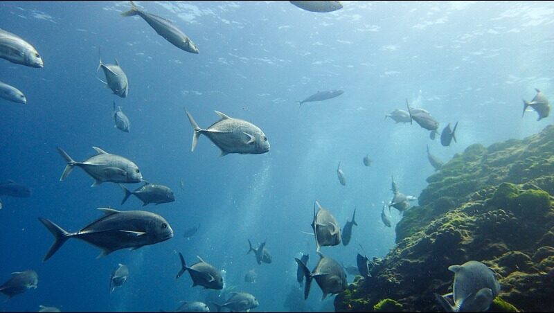 A lot of fishes and coral under the sea.