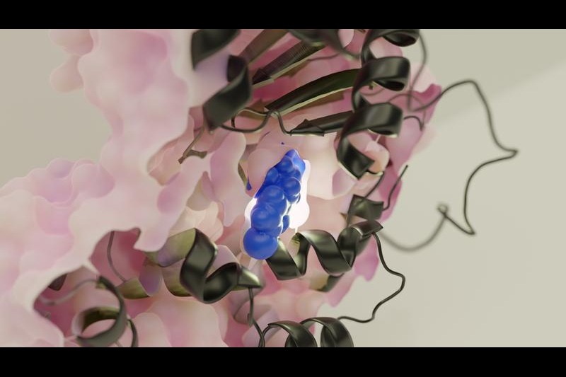 New pathoblocker is to stop Salmonella infections early on