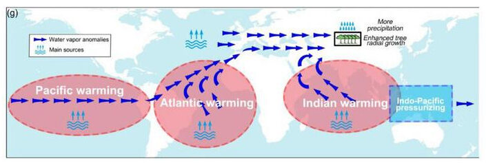 Hydroclimatic responses and tree radial growth due to low-latitude warming.