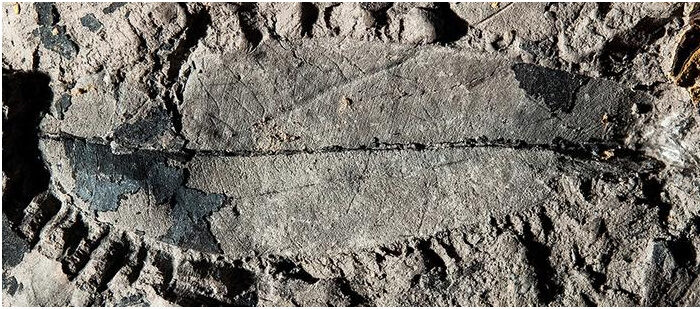 fossil leaf of a Kapur Paya tree