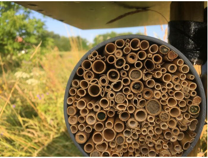 Artificial nests