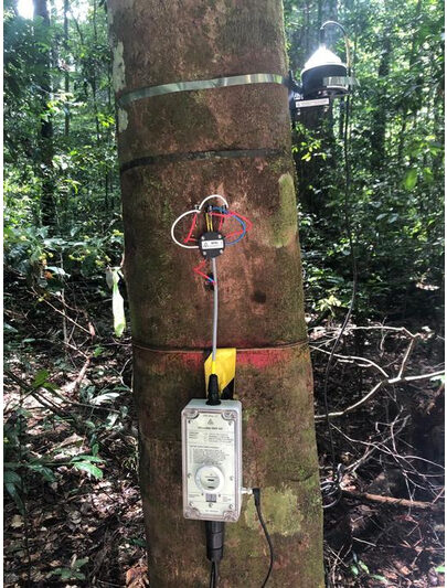 Monitoring of rainforest trees
