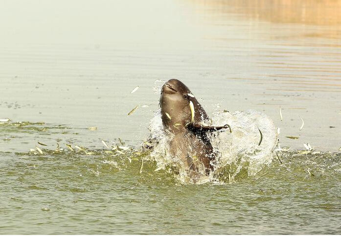Yangtze finless porpoise hunting