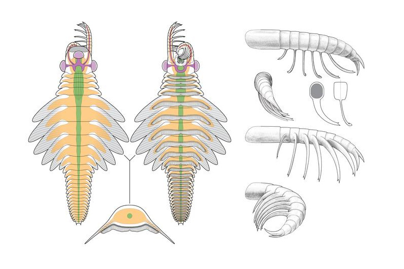 Anatomical diagram of Mosura fentoni