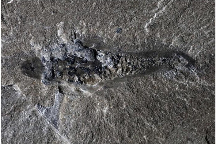 Fossil specimen of Mosura fentoni, ROMIP 67520