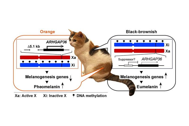 A deletion in ARHGAP36 creates orange fur