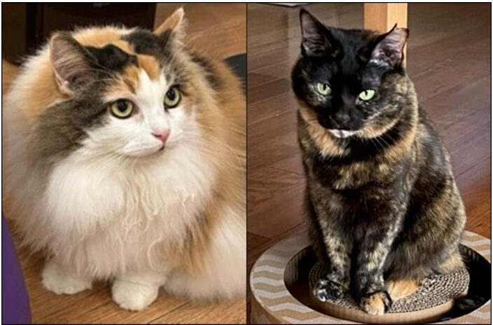 Calico cat and tortoiseshell cat