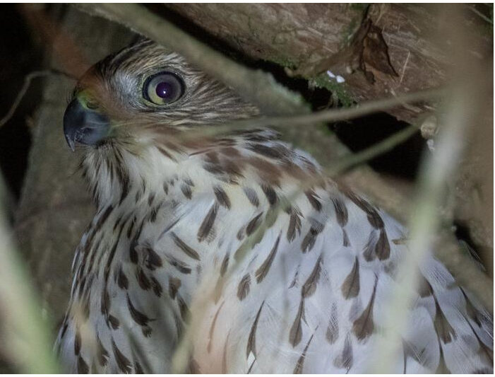 Immature Cooper’s hawk