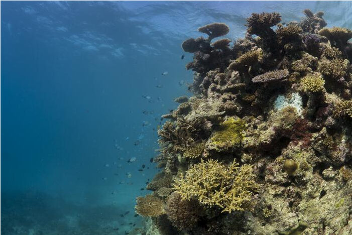 Australian corals