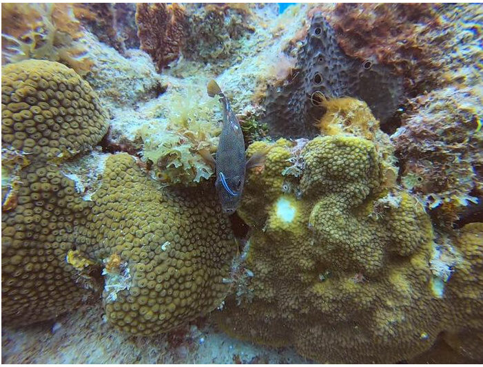 Cleaning goby fish with grouper client