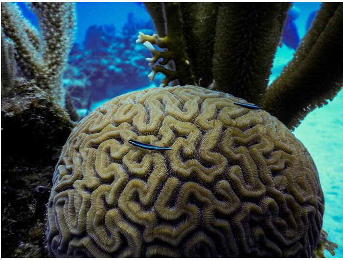 cleaner goby fish with coral